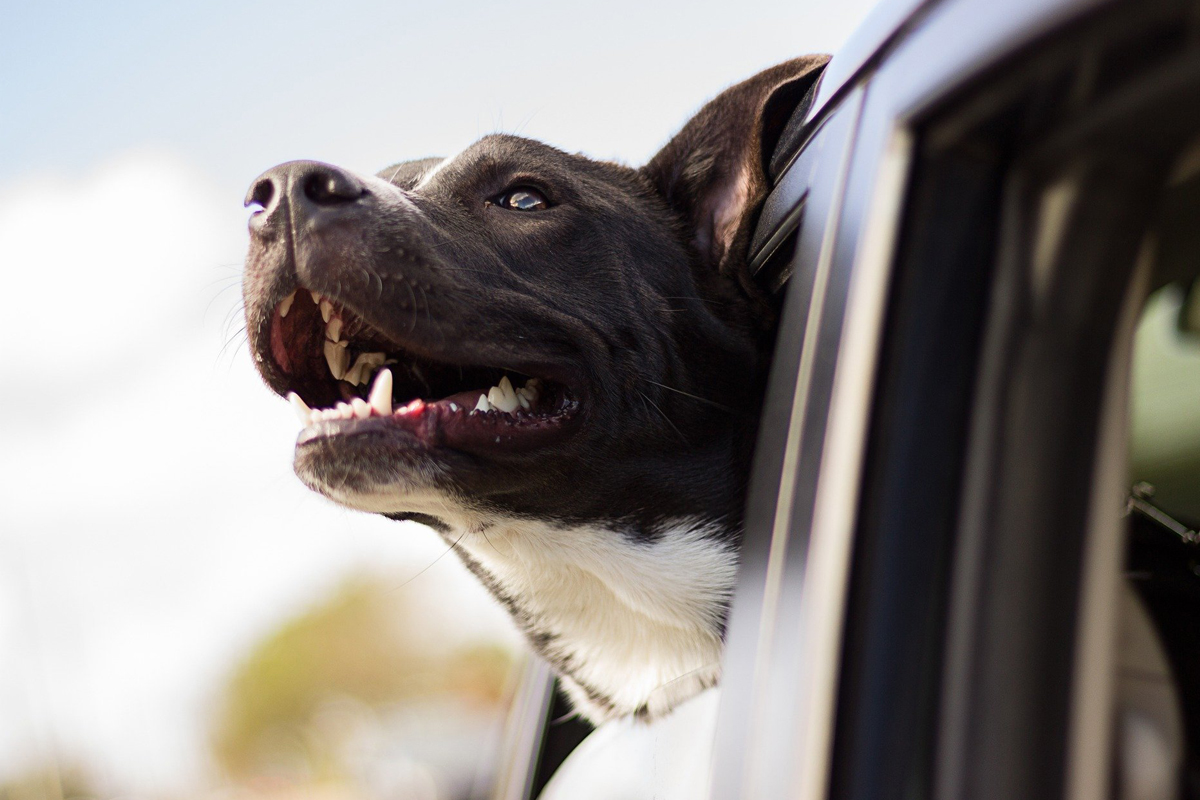 Sicherheit für Mensch und Tier im Auto