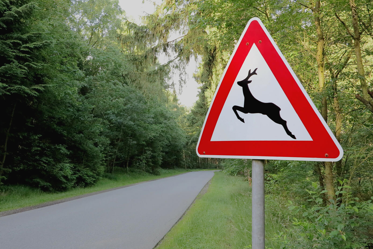 Verhalten bei Wildunfällen